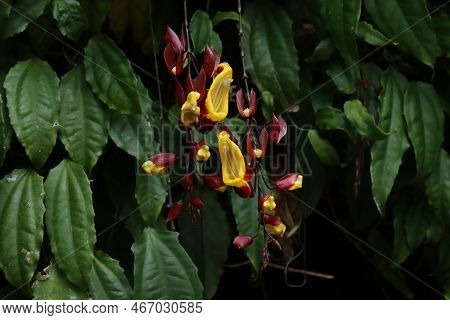 Lady Slipper Thunbergia Mysorensis Flowers In Bloom