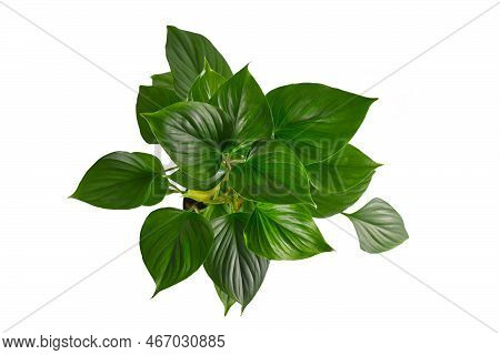 Top View Of Tropical 'homalomena Rubescens Emerald Gem' (botanic Name) Houseplant On White Backgroun