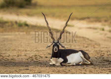 Wild Male Blackbuck Or Antilope Cervicapra Or Indian Antelope Closeup Or Portrait In Natural Green B