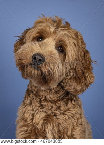 Portrait Head Shot Of Sweet Brond Cobberdog Aka Labradoodle Dog, Sitting Up Facing Front. Looking St