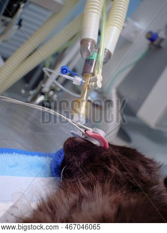 Close-up Of A Cat On A Ventilator. On The Operating Table, The Cat Sleeps Under Gas Anesthesia. The 