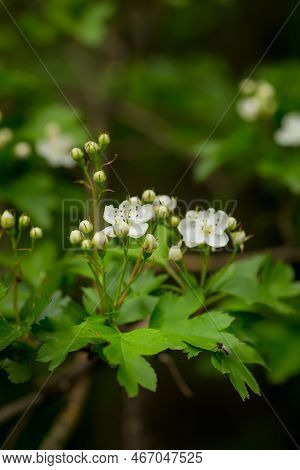 Crataegus Sanguinea Redhaw Hawthorn White Flowers And Red Berries On Branches. Blooming Siberian Haw