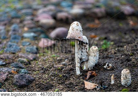 Small White Mushrooms Grow Between The Cobblestones In A City Park, Close-up