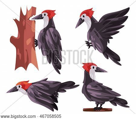 Woodpecker Picidae Bird Poses Fly Stand With Red Head White Black Color Graphic Illustration