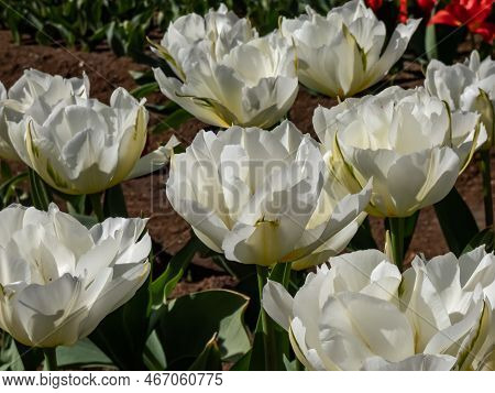 Tulip 'exotic Emperor' Blooming With Large, Double And Fluffy White Flowers With Yellow Flames And E