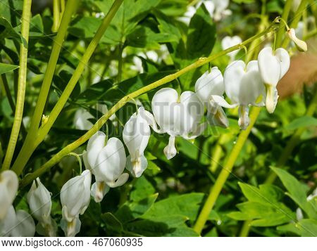 White Bleeding Heart (dicentra Spectabilis) 'alba' With Divided, Light Green Foliage And Arching Spr