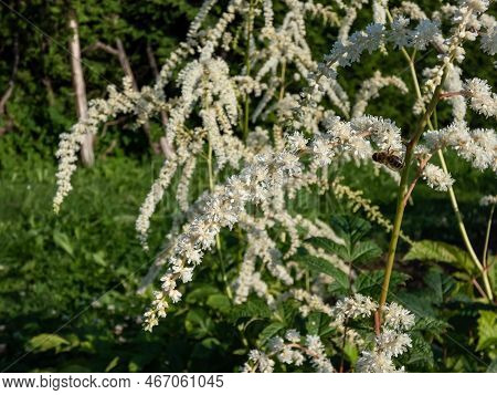 Astilbe Thunbergii 'professor Van Der Wielen' Features A Foliage Mound Of Dark Green Leaves And Larg