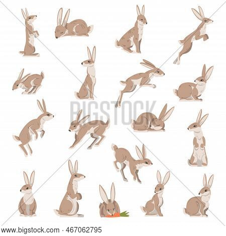 Hares And Jackrabbits As Swift Animal With Long Ears And Grayish Brown Coat Big Vector Set