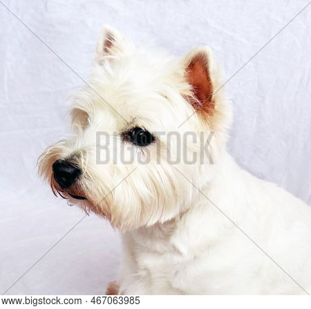 West Highland White Terrier Dog Westie  Close Up Macro Isolated On White. Nice White Fluffy Small Do