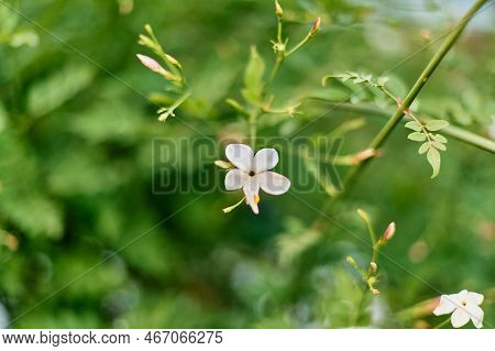 Image Of White Jazmine. Blossom Flowers In Garden. Small Flowers.