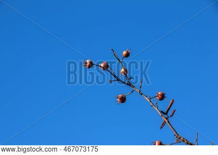 A Lot Of Ripe Medlar Fruits On Tree Branches Against The Blue Sky On Sunny Day. Common Medlar Or Mes