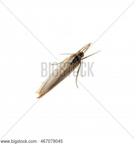 Single Chrysoteuchia Culmella Moth Isolated On White, Top View