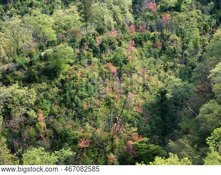 Wild Azaleas Blooming In The Mountains Around Umpenji, Temple Number 66 Of Shikoku Pilgrimage - Miyo