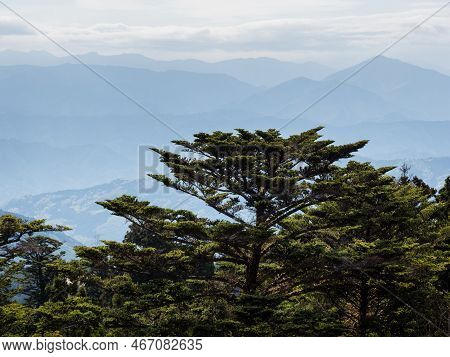 Pine Tree In The Mountains Of Shikoku Island - Scenic View From Unpenji Temple, Tokushima Prefecture