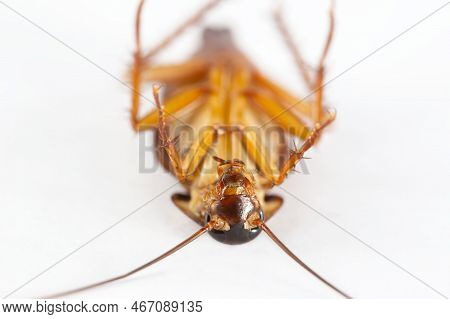 Action Image Of Cockroaches, Cockroaches Isolated On White Background. The Problem In The House Beca
