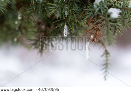 Snow Spruce Icicle. Winter Natural Background. The Bright Sun Highlights The Fragile Icicle. The Con