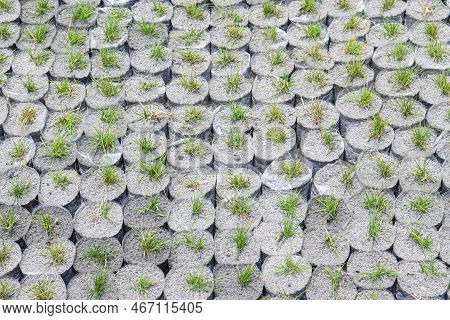 Green Colored Grass Farm On Field