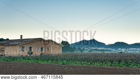 Vineyard Plantation At Dawn On A Wet Winter Morning, In The Interior Of The Island Of Mallorca, Fela