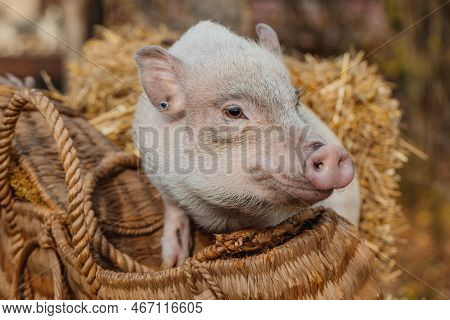 A White Mini Pig Sits In A Wicker Basket. Autumn Photo