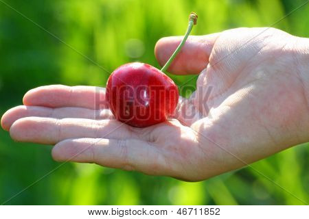 Hand Of A Child Who Holds The Mature Red Cherry