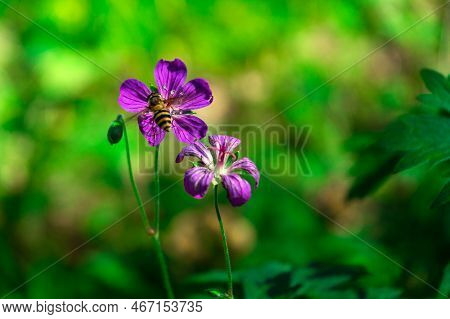 Geranium Flowering With Honey Bee Collecting Pollen. Geranium Ibericum