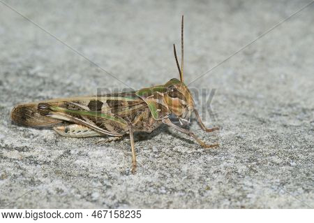 Detailed Closeup On The Mediterranean Handsome Grasshopper, Oedaleus Decorus Sitting On The Ground