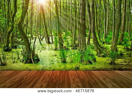 Gangplank In The Swamp
