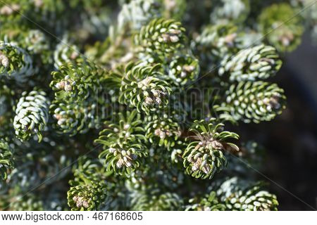 Korean Fir Kohouts Ice Breaker Branches In The Spring
