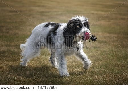 Black And White Cockapoo Walking In A Field With Her Tongue Out All Happy
