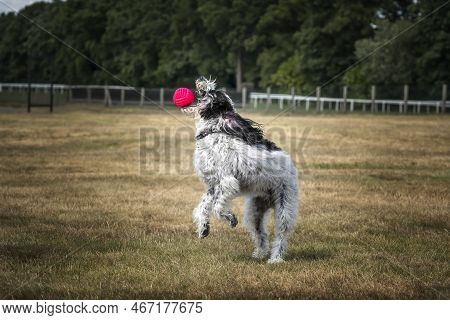 Black And White Cockapoo Chasing A Pink Ball In A Field