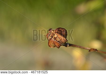 Henrys Lily Seed Pod In The Garden