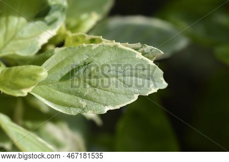 Basil Pesto Perpetuo Variegated Leaves In The Garden