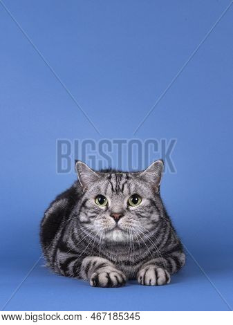 Handsome Black Silver Blotched British Shorthair Cat, Laying Down Facing Front. Looking Straight To 