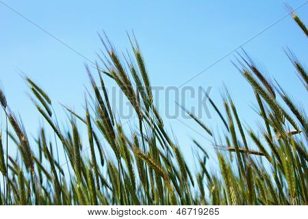 Closeup Of Ears Of Wheat On Blue Sky