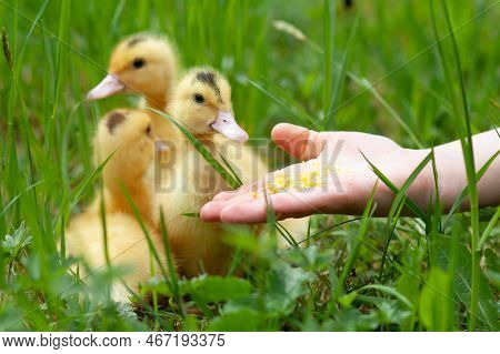 Feeding Small Ducklings Mulard From The Hand.