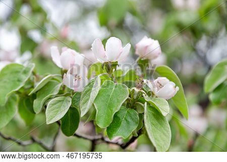 Blossoming Quince Flowers In Spring In Tbilisi, Georgia
