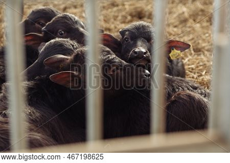 The Buffaloes In The Pen Stuck Out Their Heads To Graze. Agriculture, Farming And Animal Husbandry C