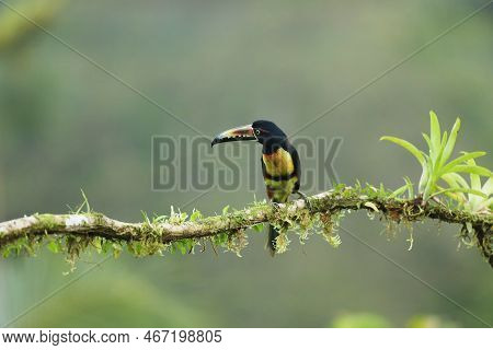 Collared Aracari, Pteroglossus Torquatus, Bird With Big Bill. Toucan Sitting On The Nice Branch In T