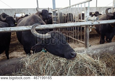 The Buffaloes In The Pen Stuck Out Their Heads To Graze. Agriculture, Farming And Animal Husbandry C