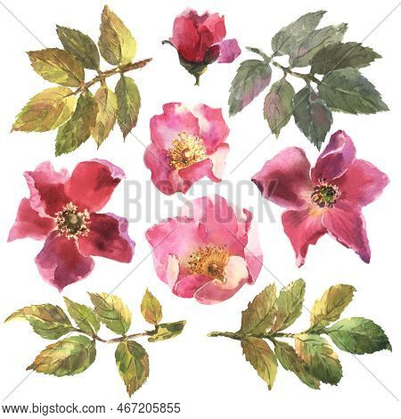 Watercolor Pink Dog-rose, Briar Flowers And Green Leaves, Isolated On White Background. Hand Drawn B