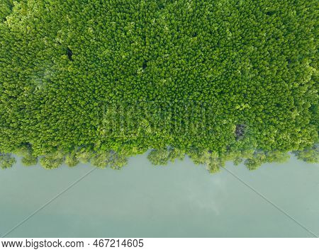 Amazing Abundant Mangrove Forest, Aerial View Of Forest Trees Rainforest Ecosystem And Healthy Envir