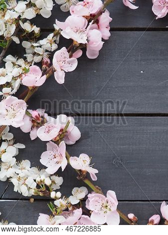 Twigs With Pink Blossoms Of Apple Or Peach Tree On Black Boards. Delicate Inflorescences In The Coun