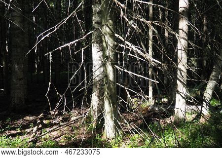 Taiga Biome Dominated By Coniferous Forests. Picea Spruce, Genus Of Coniferous Evergreen Trees In Th