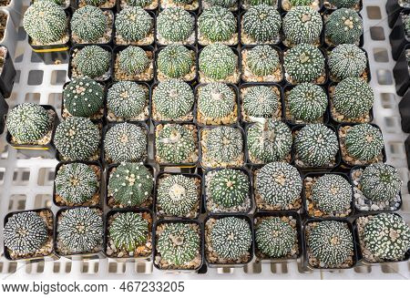 Group Of Astrophytum Cactus Collecting In Greenhouse. Astrophytum Are Known For Their Beautiful Grow
