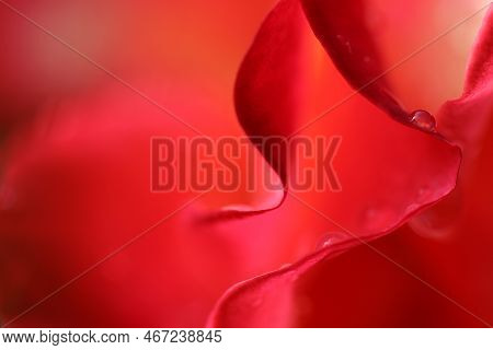 Romantic Rose Closeup Scene, The Middle Of A Red Rose Petals. Close Up, Flower Background