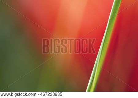 Green Grass Macro Shot Beautiful Romantic Scene