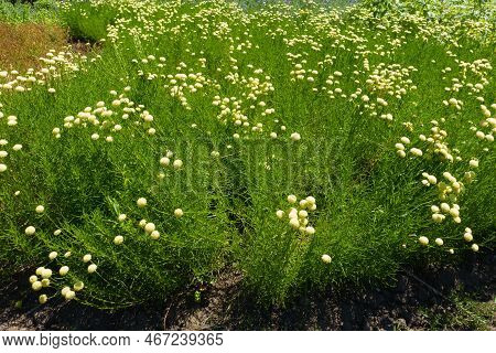 Abundance Of Flowers Of Santolina Virens In June