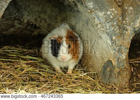 Selective Focus Picture Of Guinea Pig Hiding Under Te Rock