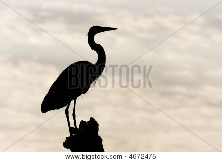 Silhueta de Heron