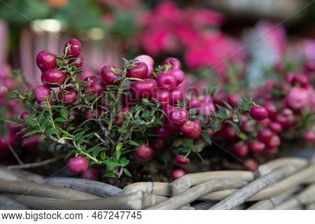 Potted Heath Pink Berries Gaultheria-pernettya Mucronata At The Greek Flowers Bar In December.